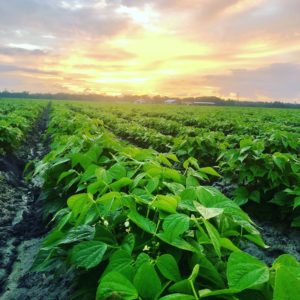 Potatoes @ Parker Farm